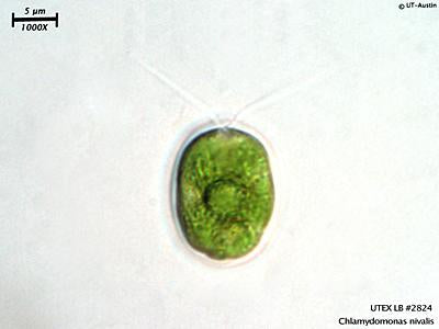 UTEX LB 2824 Chlamydomonas nivalis | UTEX Culture Collection of Algae