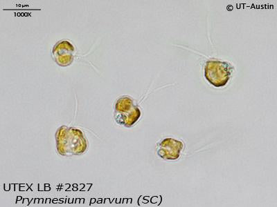 UTEX LB 2827 Prymnesium parvum (SC) | UTEX Culture Collection of Algae