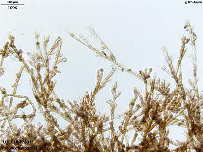 UTEX LB 2831 Pseudochantransia sp. | UTEX Culture Collection of Algae