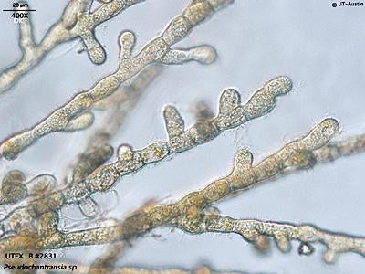 UTEX LB 2831 Pseudochantransia sp. | UTEX Culture Collection of Algae