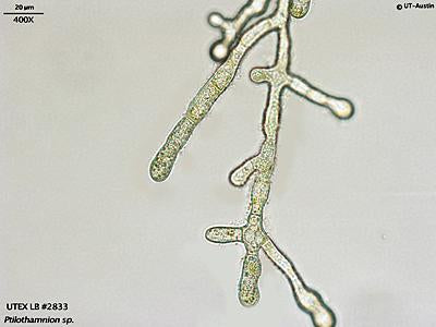 UTEX LB 2833 Ptilothamnion sp. | UTEX Culture Collection of Algae