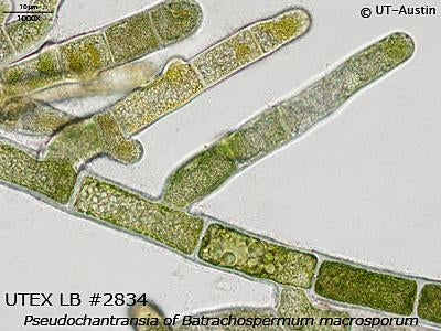 UTEX LB 2834 Pseudochantransia of Batrachospermum macrosporum | UTEX Culture Collection of Algae