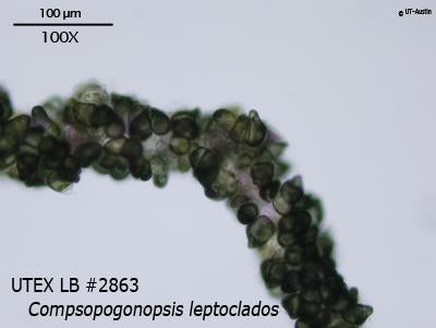 UTEX LB 2863 Compsopogonopsis leptoclados | UTEX Culture Collection of Algae