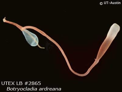 UTEX LB 2865 Botryocladia ardreana | UTEX Culture Collection of Algae