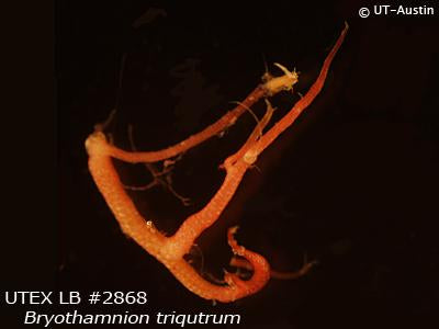 UTEX LB 2868 Bryothamnion triqutrum | UTEX Culture Collection of Algae