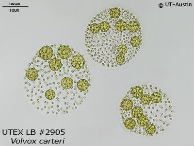 UTEX LB 2905 Volvox carteri | UTEX Culture Collection of Algae