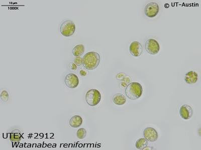 UTEX 2912 Watanabea reniformis | UTEX Culture Collection of Algae