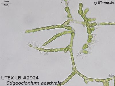 UTEX LB 2924 Stigeoclonium aestivale | UTEX Culture Collection of Algae
