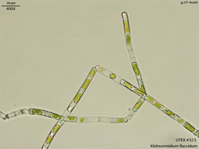 UTEX 323 Klebsormidium flaccidum | UTEX Culture Collection of Algae