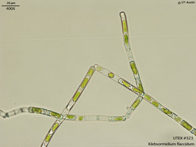 Klebsormidium mucosumFreshwater Alga
