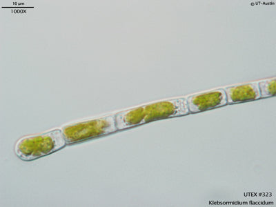 UTEX 323 Klebsormidium flaccidum | UTEX Culture Collection of Algae