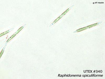 <strong>UTEX B 340</strong> <br><i>Raphidonema spiculiforme</i>