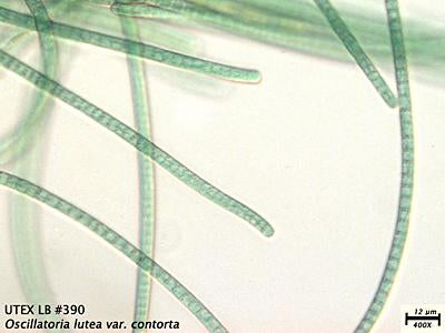 UTEX LB 390 Oscillatoria lutea var. contorta | UTEX Culture Collection of Algae