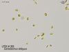 Algae Express UTEX 393 Scenedesmus obliquus | UTEX Culture Collection of Algae