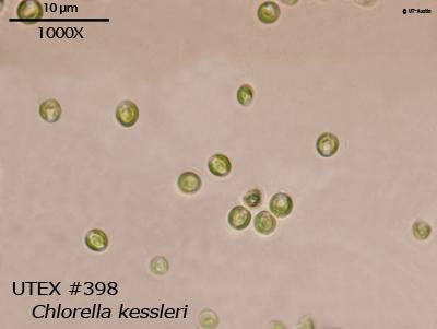 UTEX 398 Chlorella kessleri | UTEX Culture Collection of Algae
