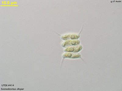 UTEX 414 Scenedesmus dispar | UTEX Culture Collection of Algae