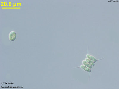 UTEX 414 Scenedesmus dispar | UTEX Culture Collection of Algae