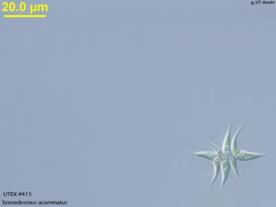 UTEX 415 Scenedesmus acuminatus | UTEX Culture Collection of Algae