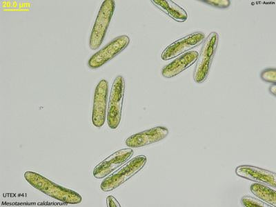 UTEX 41 Mesotaenium caldariorum | UTEX Culture Collection of Algae