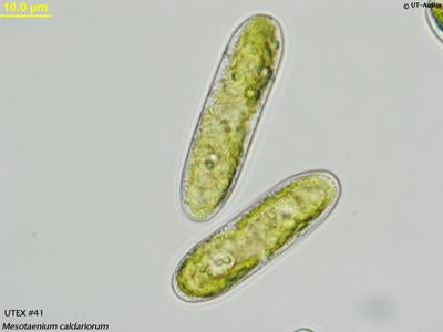 UTEX 41 Mesotaenium caldariorum | UTEX Culture Collection of Algae