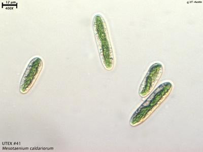 UTEX 41 Mesotaenium caldariorum | UTEX Culture Collection of Algae