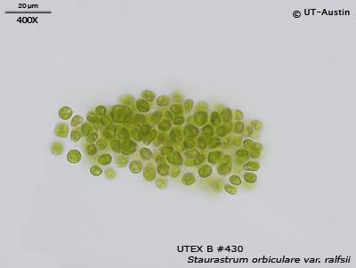 <strong>UTEX B 430</strong> <br><i>Staurastrum orbiculare var. ralfsii</i>