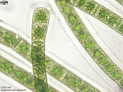 UTEX LB 45 Zygnema peliosporum | UTEX Culture Collection of Algae