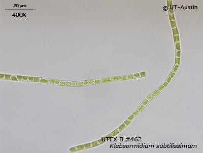 <strong>UTEX B 462</strong> <br><i>Klebsormidium subtilissimum</i>