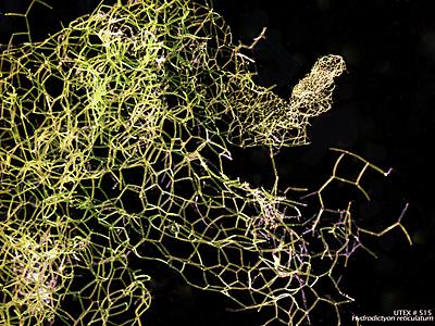 UTEX LB 515 Hydrodictyon reticulatum | UTEX Culture Collection of Algae