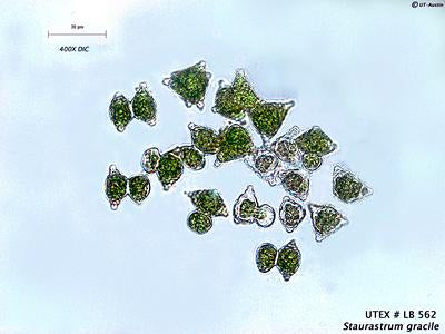 UTEX LB 562 Staurastrum gracile | UTEX Culture Collection of Algae