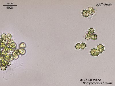 UTEX LB 572 Botryococcus braunii | UTEX Culture Collection of Algae