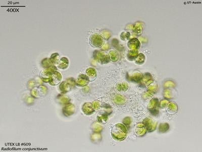 UTEX LB 609 Radiofilum conjunctivum | UTEX Culture Collection of Algae