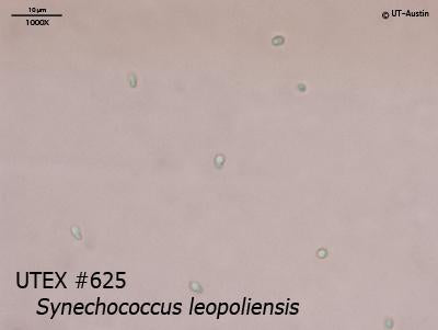 UTEX 625 Synechococcus leopoliensis | UTEX Culture Collection of Algae