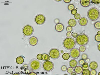 UTEX LB 62 Dictyococcus varians | UTEX Culture Collection of Algae