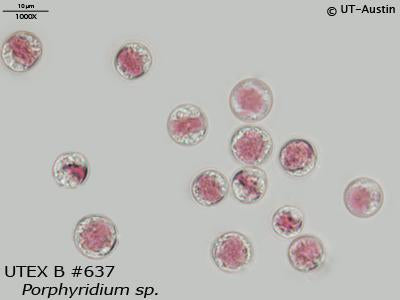 UTEX 637 Porphyridium sp. | UTEX Culture Collection of Algae