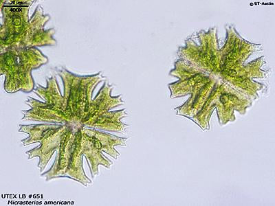 UTEX LB 651 Micrasterias americana | UTEX Culture Collection of Algae