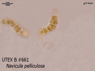 UTEX 661 Navicula pelliculosa | UTEX Culture Collection of Algae