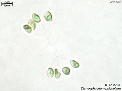 DRT police ビワサギ UTEX B 731 Dictyosphaerium pulchellum | UTEX Culture