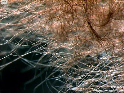 UTEX LB 743 Nemalion multifidum | UTEX Culture Collection of Algae