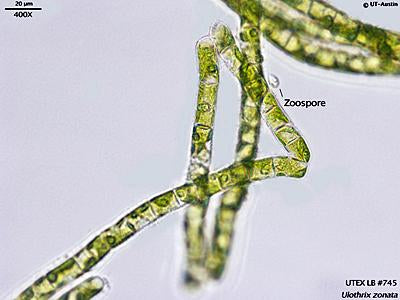 UTEX LB 745 Ulothrix zonata | UTEX Culture Collection of Algae