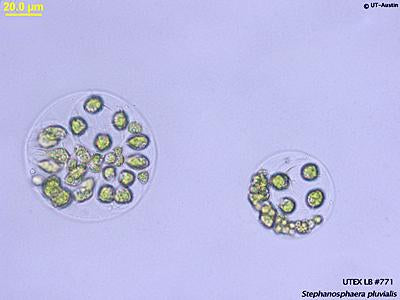 UTEX LB 771 Stephanosphaera pluvialis | UTEX Culture Collection of Algae