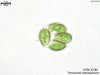 UTEX B 780 Tetracystis tetrasporum | UTEX Culture Collection of Algae