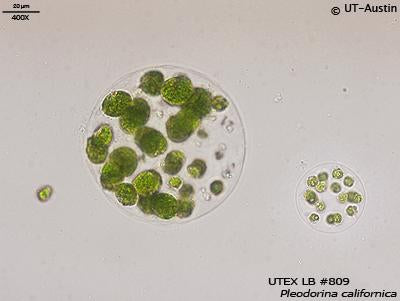UTEX LB 809 Pleodorina californica | UTEX Culture Collection of Algae