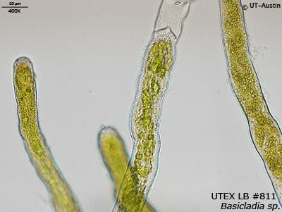 UTEX LB 811 Basicladia sp. | UTEX Culture Collection of Algae