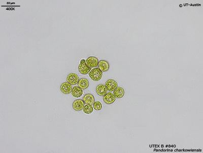 UTEX B 840. Pandorina charkowiensis | UTEX Culture Collection of Algae
