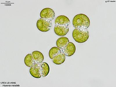 UTEX LB 846 Hazenia mirabilis | UTEX Culture Collection of Algae