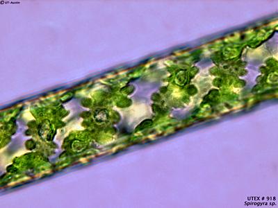 UTEX LB 918 Spirogyra sp. | UTEX Culture Collection of Algae
