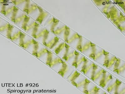 UTEX LB 926 Spirogyra pratensis | UTEX Culture Collection of Algae