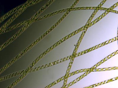 UTEX LB 928 Spirogyra pratensis | UTEX Culture Collection of Algae