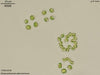 UTEX 938 Dictyosphaerium planctonicum | UTEX Culture Collection of Algae